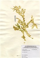 藏品(裂片石蓴)的圖片